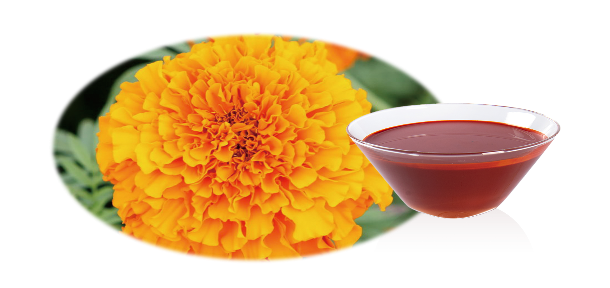 Marigold Oleoresin